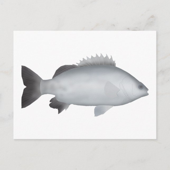 Welsh's Grunter Vykort (Framsida)