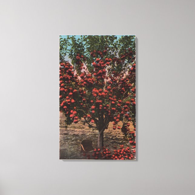 Wenatchee, WAA Wenatchee Valley Apple Träd Canvastryck (Framsida)