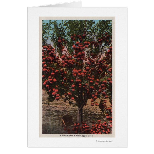Wenatchee, WAA Wenatchee Valley Apple Träd Hälsningskort (Framsidan)
