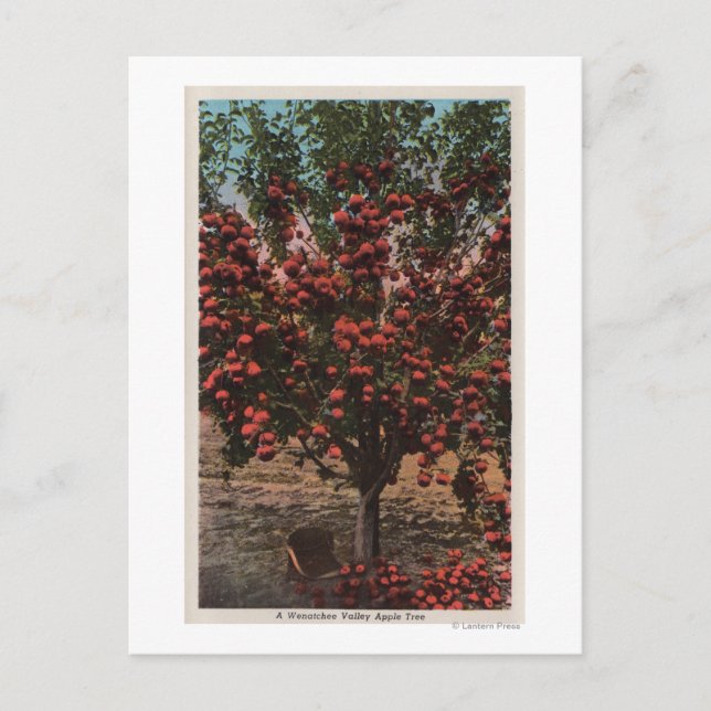 Wenatchee, WAA Wenatchee Valley Apple Träd Vykort (Framsida)