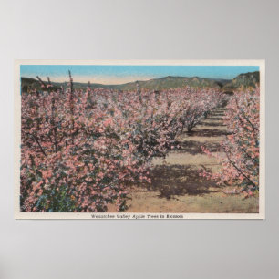 Wenatchee WAView av Apple träd i blommar Poster