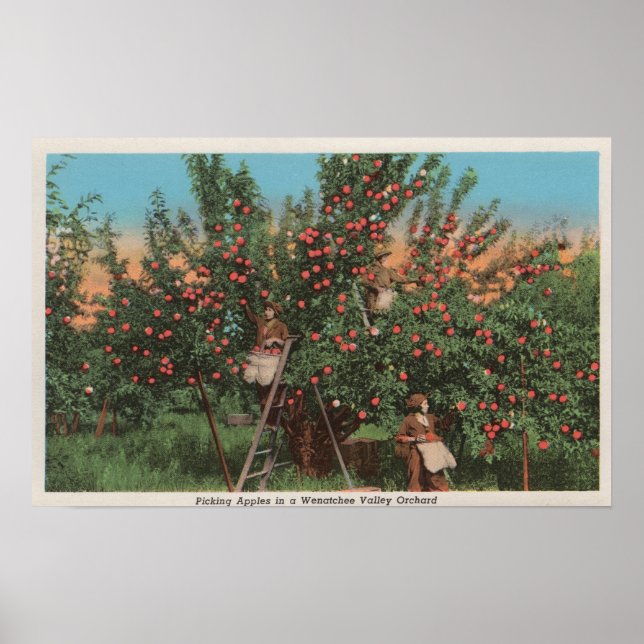 Wenatchee, WAView of Apple Orchard & Workers Poster (Framsidan)