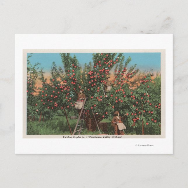 Wenatchee, WAView of Apple Orchard & Workers Vykort (Framsida)