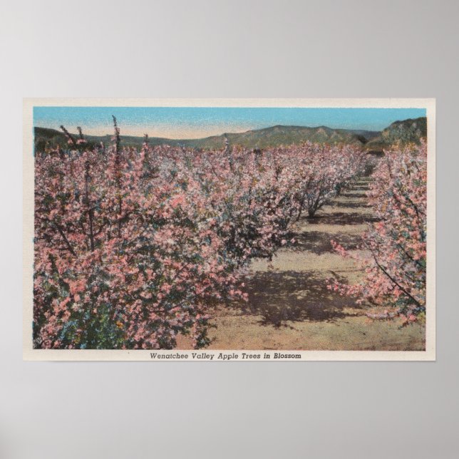 Wenatchee, WAView of Apple Träd i Blommar Poster (Framsidan)