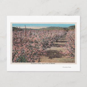 Wenatchee, WAView of Apple Träd i Blommar Vykort