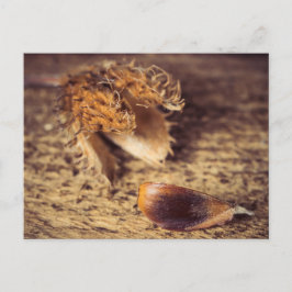 Wenn ein Samen zum Baum wird ... Vykort