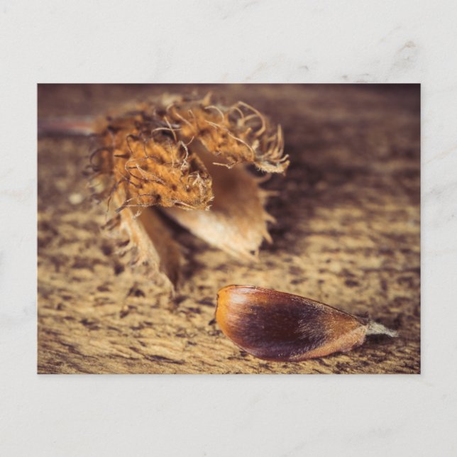 Wenn ein Samen zum Baum wird ... Vykort (Framsida)