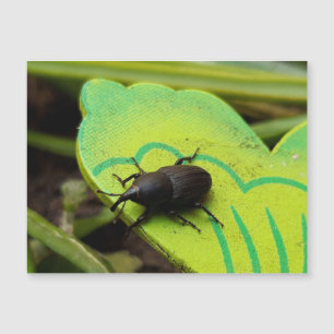 Weonde, Beetles, Curculionoidea, Kryp