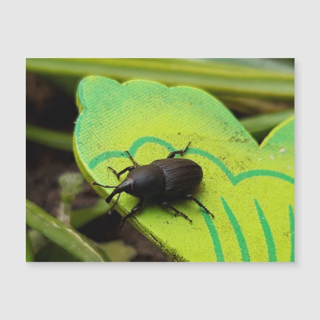 Weonde, Beetles, Curculionoidea, Kryp (Framsida)