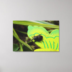 Weonde, Beetles, Curculionoidea, Kryp Canvastryck