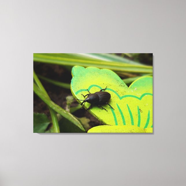 Weonde, Beetles, Curculionoidea, Kryp Canvastryck (Framsida)