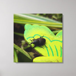Weonde, Beetles, Curculionoidea, Kryp Canvastryck