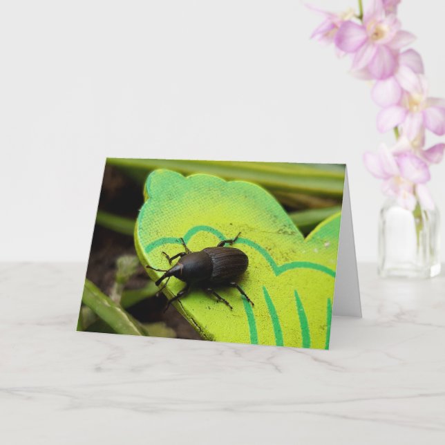 Weonde, Beetles, Curculionoidea, Kryp Kort (Orkide)