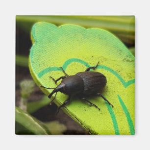 Weonde, Beetles, Curculionoidea, Kryp Magnet