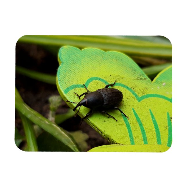 Weonde, Beetles, Curculionoidea, Kryp Magnet (Horisontell)