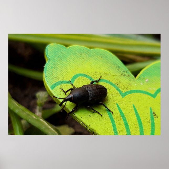 Weonde, Beetles, Curculionoidea, Kryp Poster (Framsidan)