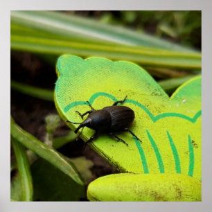 Weonde, Beetles, Curculionoidea, Kryp Poster
