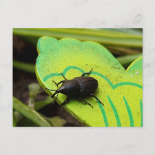 Weonde, Beetles, Curculionoidea, Kryp Vykort