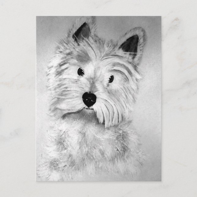 West Highland White Terrier Postcard Vykort (Framsida)