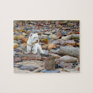 West Highland White Terrier Pussel