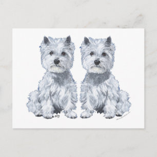 West Highland White Terrier-tvillingar! Vykort