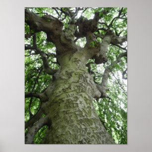 Westchester NY Träd Markings Photographic Print Poster
