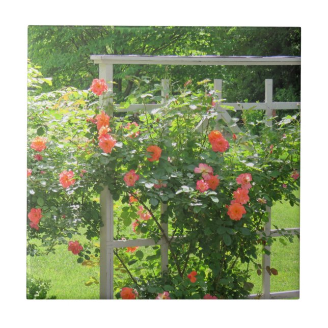 Westerland Coral Ro Tile Kakelplatta (Framsidan)