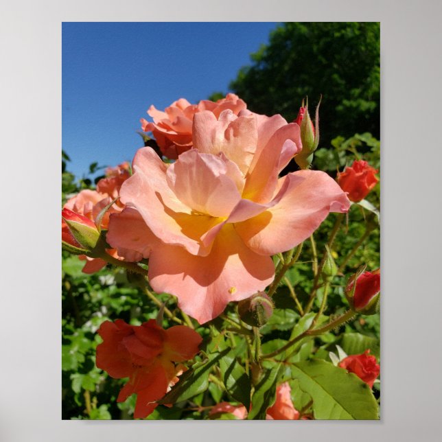 Westerland Rose Coral Poster (Framsidan)