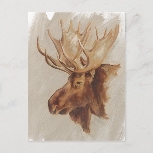 Western amerikansk djurstudie | Moose Porträtt Vykort (Framsida)