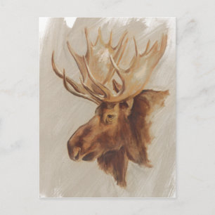 Western amerikansk djurstudie   Moose Porträtt Vykort