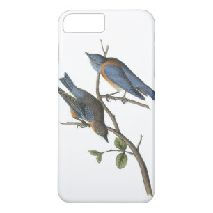 Western blåfågel av Audubon