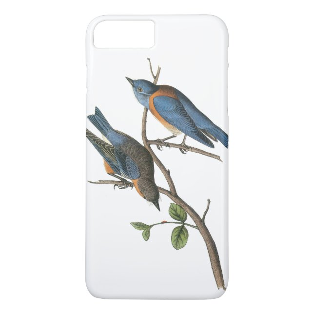 Western blåfågel av Audubon Case-Mate iPhone Skal (Baksida)