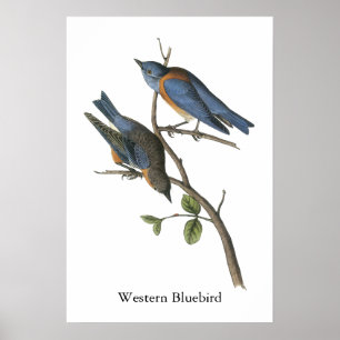 Western blåsångare, John Audubon Poster