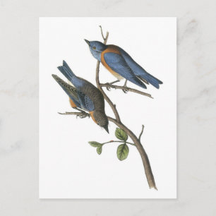 Western blåsångare vid Audubon Vykort