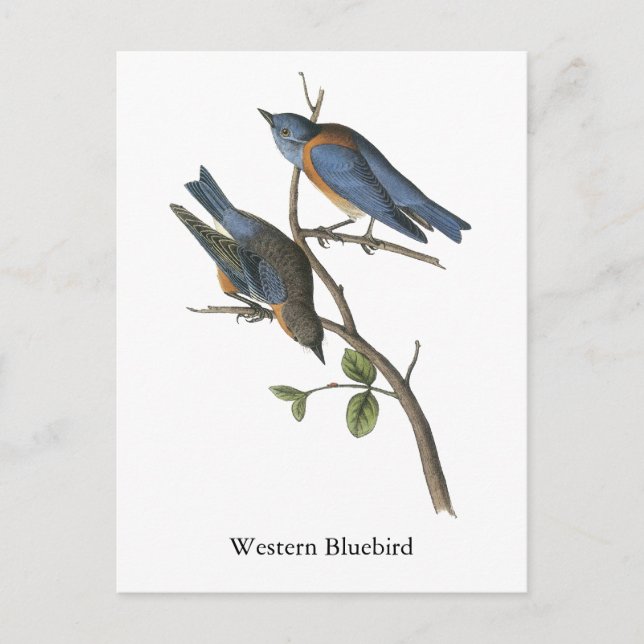Western Bluebird, John Audubon Vykort (Framsida)
