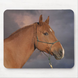 Western Chestnut Brown Horse Musmatta