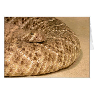 western diamondback rattlesnake hälsningskort