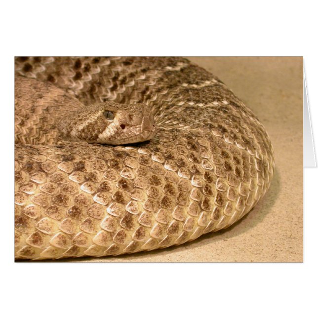 western diamondback rattlesnake hälsningskort (Framsidan Horizontal)