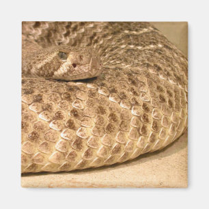 western diamondback rattlesnake magnet