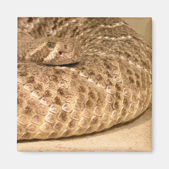 western diamondback rattlesnake magnet (Framsidan)