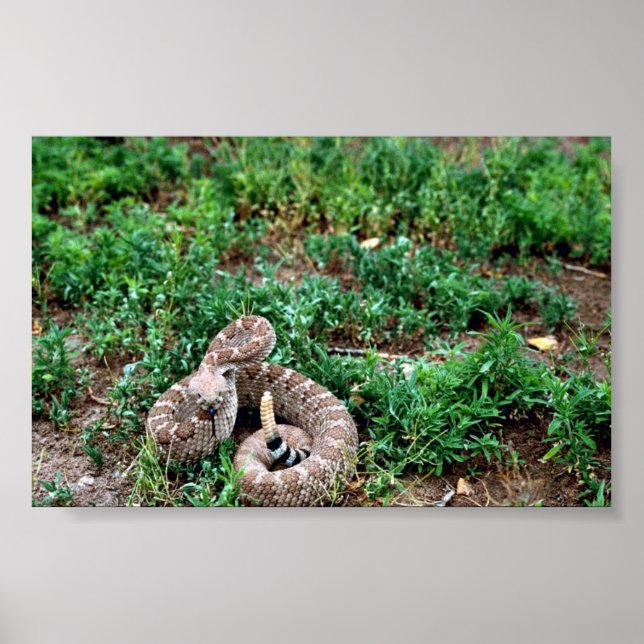 Western Diamondback Rattlesnake Poster (Framsidan)
