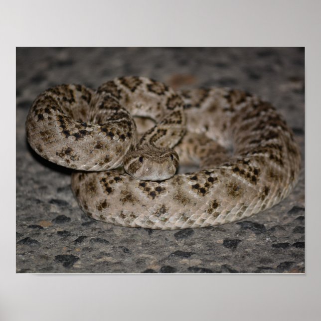 Western Diamondback Rattlesnake Poster (Framsidan)