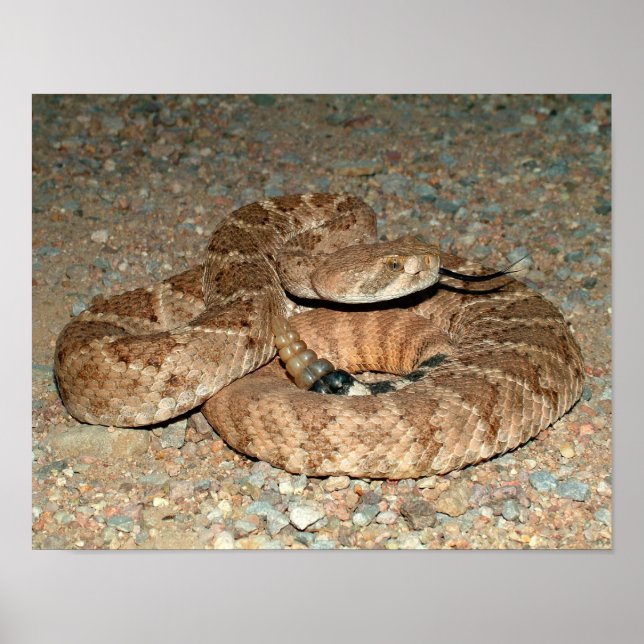 Western Diamondback Rattlesnake Poster (Framsidan)