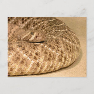 western diamondback rattlesnake vykort