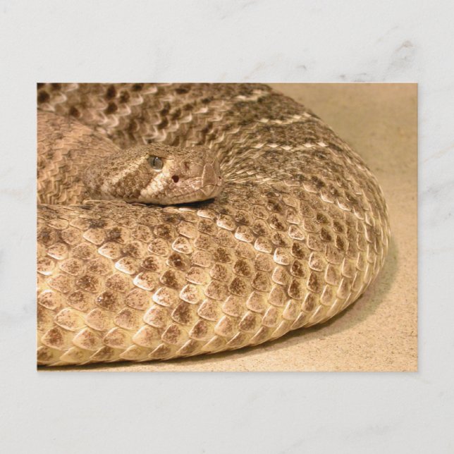 western diamondback rattlesnake vykort (Framsida)
