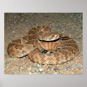 Western Diamondbackskallerorm Poster