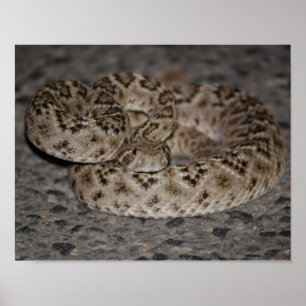 Western Diamondbackskallerormaffisch Poster