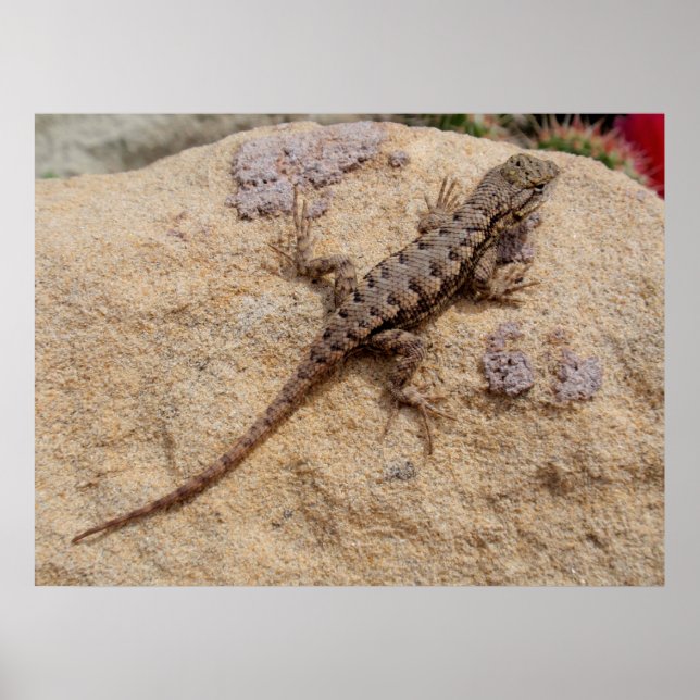 Western Fence Lizard Poster (Framsidan)