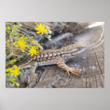 Western Fence Lizard