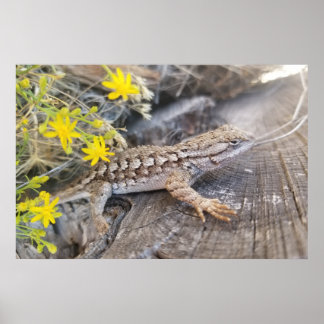 Western Fence Lizard Poster